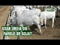 Usar ureia ou farelo de soja?