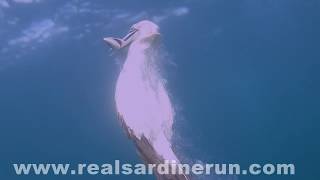 Cape Gannet on ascent - Sardine Run (South Africa)