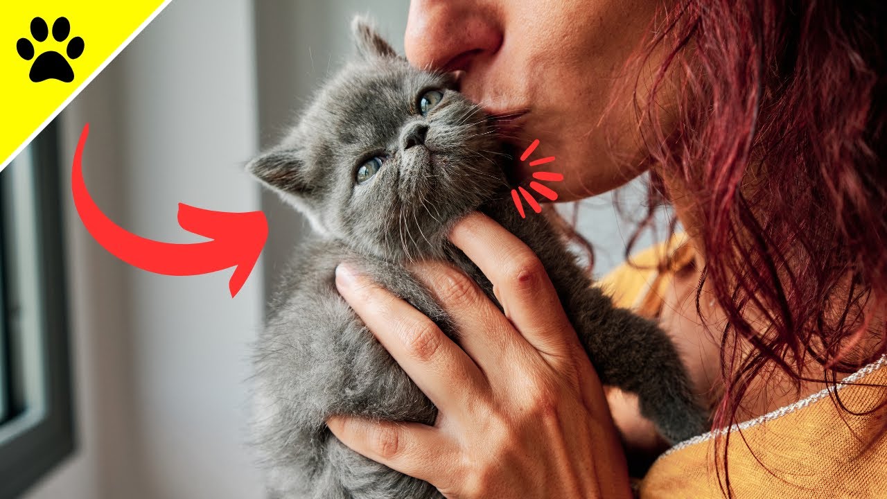 Was Denken Katzen Wenn Man Sie Küsst