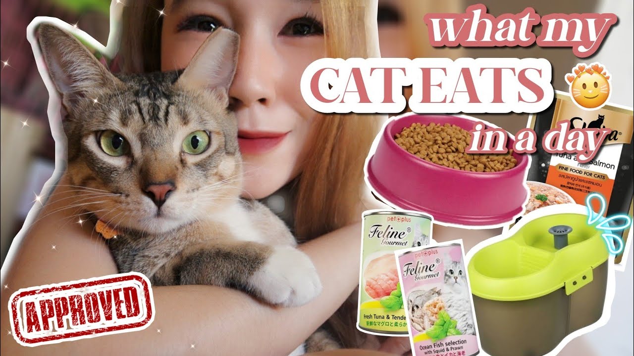 PAANO PATABAIN ANG PUSA RECOMMENDED CAT FOOD PARA TUMABA ANG PUSA 