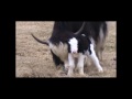 Royal yak cow indiras first calf