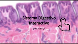 Sistema Digestivo - its.histology