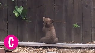This Mother Bear Tries To Save Her Cub Who Got Stuck In Someone's Backyard | Cosmopolitan