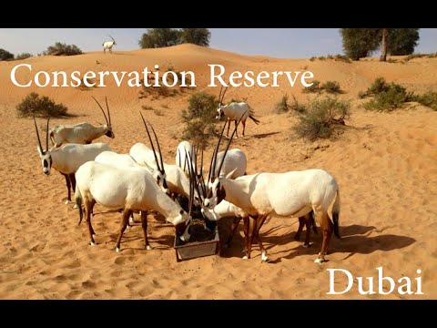 Dubai Desert Conservation Reserve