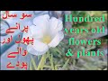 Most Beautifull Flowers | About 100 Years Old | سو سال پرانے پھول اور پودے