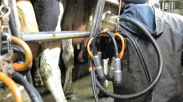 Milking parlour series: Paddy & Joe Fogarty, Co La...