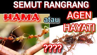 semut rangrang ,hama atau agen hayati??