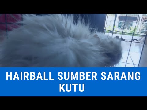 Video: Adakah Kucing Dalaman Selamat Dari Parasit - Nyamuk, Kutu Dan Perosak Lain