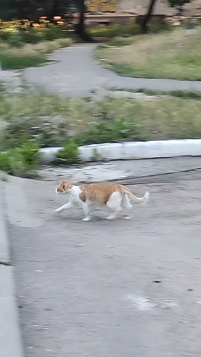 кот бежит 8 секунд - YouTube