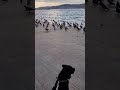 Puppy Reaction 😂Pigeons Took Our Spot.  #dogshorts #puppy #dogreaction