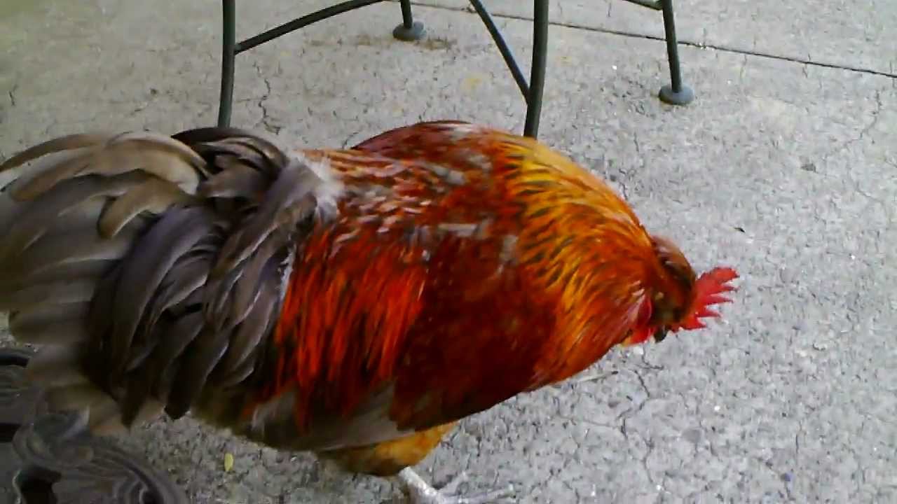 Rooster crowing in Fair Oaks, California YouTube