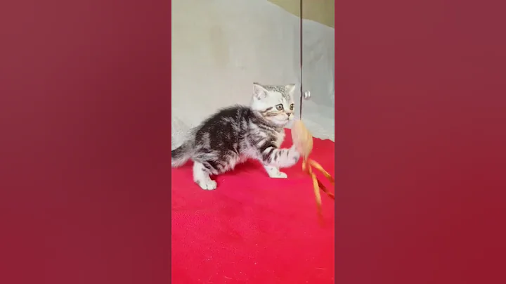 Video 7588661: cat kitten scottish, cute kitten scottish, funny cat scottish, lovely scottish, cute kitten color, kitten silver