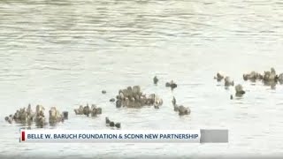 Belle W. Baruch Foundation and SCDNR announce new partnership