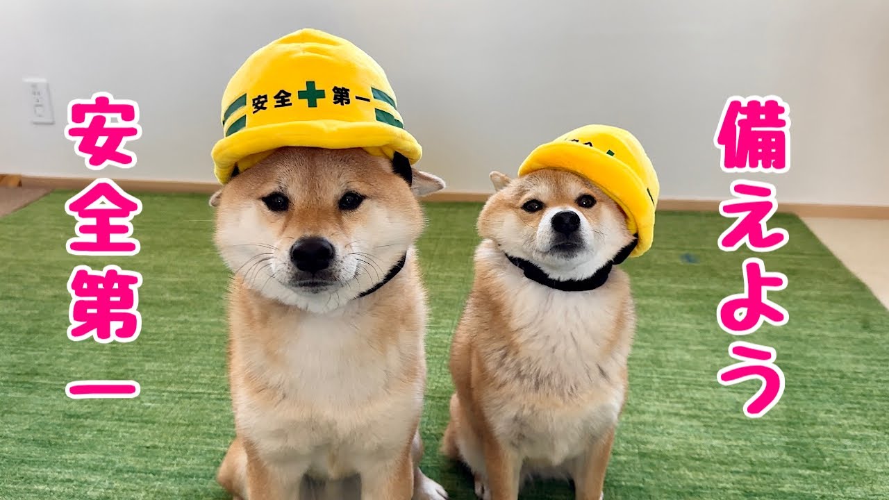 ☆受付☆柴犬 maxresdefault.jpg
