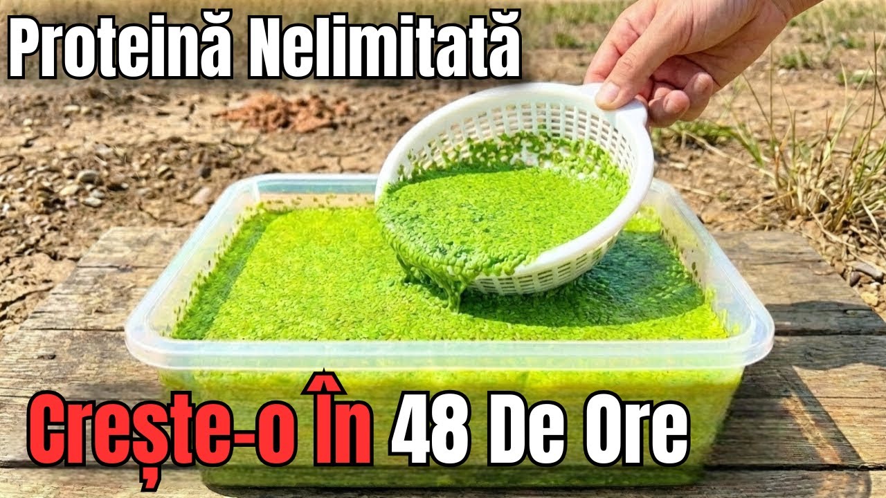 Creste Proteina Nelimitata Intr-o Galeata. Se Dubleaza La Fiecare 48 De Ore. Configurare De 5 Minute