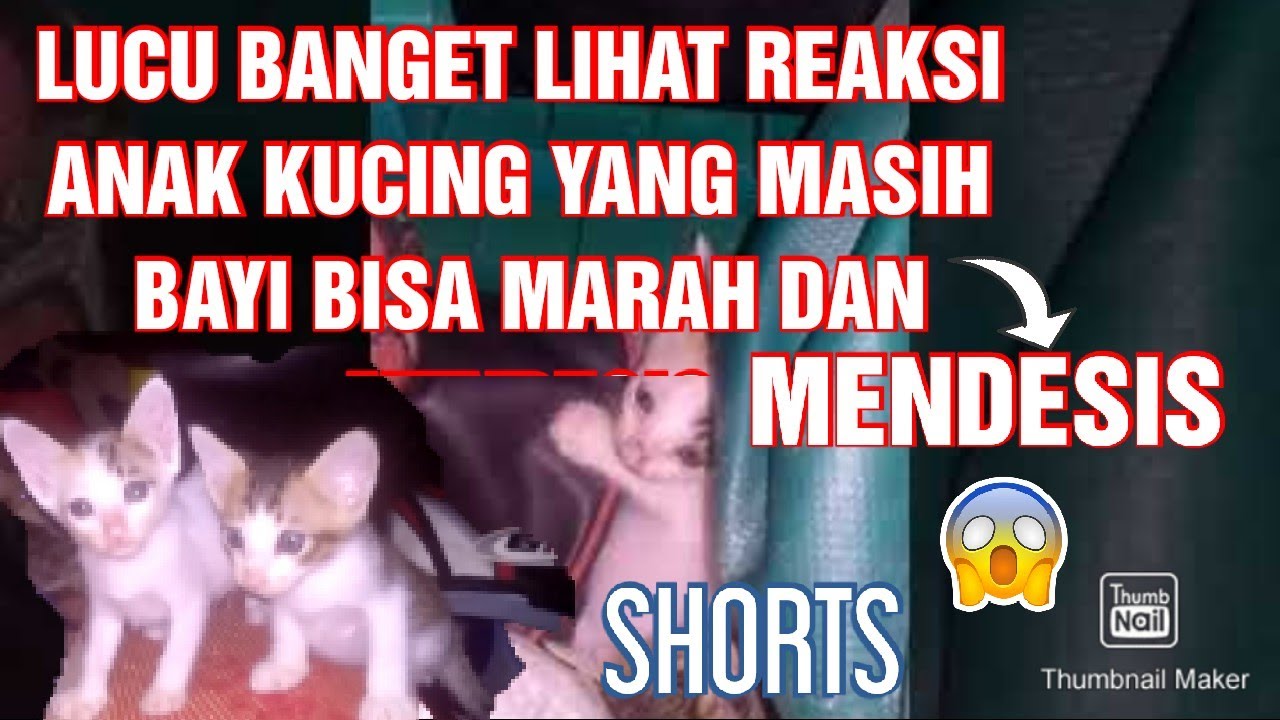 Lucu Banget Lihat Anak Kucing Yang Masih Bayi Marah Dan Mendesis Youtube