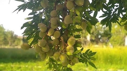 ⚘سورة الصف⚘ تلاوة خاشعة بصوت جميل ومريح💝💝💝