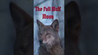 🐺THE FULL WOLF MOON 🌕   The first Full Moon of 2025