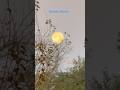 Gorgeous Rare Cold Moon in December 2024. #fullmoon #moon #birds #birdslover #shorts #sunset