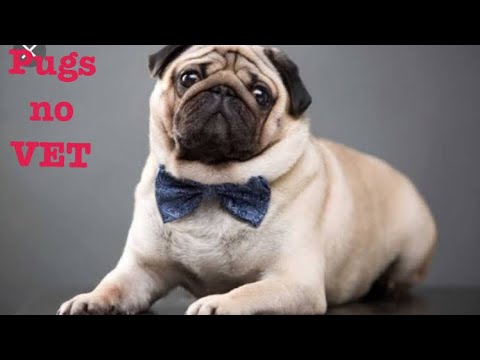 Vídeo: Do veterinário: Top 5 preocupações de saúde para Pugs