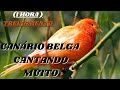 Canto do Canário Belga Para Esquentar (Treinamento)