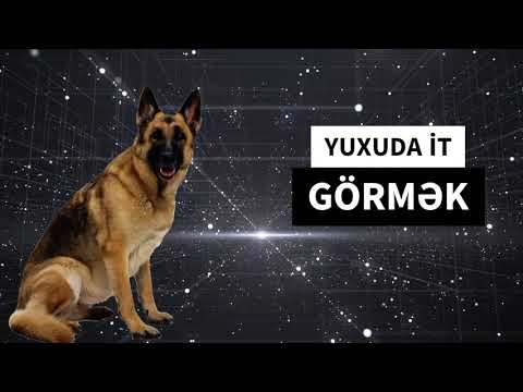 Yuxuda it görmək, yuxuda itdən qaçmaq nə məna verir? Yuxuda it görməyin yuxu yozumu