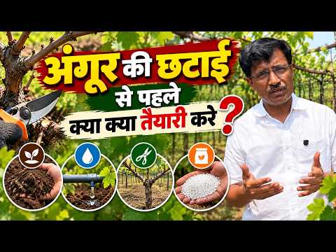 अंगूर की छटाई से पहले कया कया तैयारी करे ? | @VijayKumbharYashAgroLab #grape #hindi