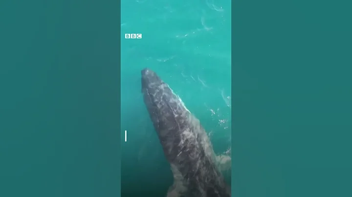 西班牙海岸發現脊柱嚴重變形的鯨魚－ BBC News 中文 #shorts - 天天要聞