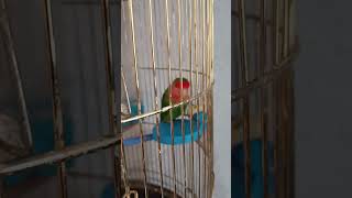 ​Upgrading My Parrot's Cage With 3D Printing! 🦜 #shorts #3dprinting #parrot #diy #lovebird #petcare