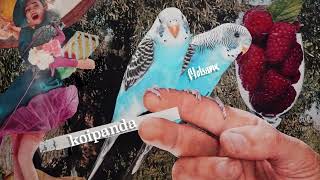 Flobama - Koipanda