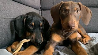 Welcoming Home Our Two Doberman Pinscher Puppies