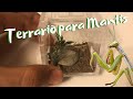 Terrario para Mantis