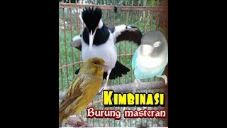 Kolaborasi Suara  Kenari Lovebird Dan Jalak Suren