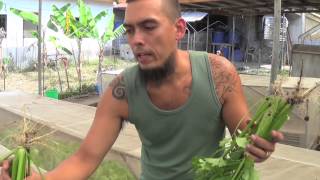 Organic Farming in the Philippines (Reality TV, Se 3 Ep 1 Our mini weekend market!)