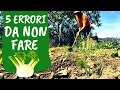 Coltivare FINOCCHI: 5 errori da NON fare