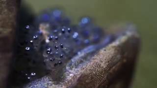 Jawfish with eggs