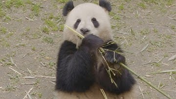 Pair of giant pandas leaves SW China for Denmark