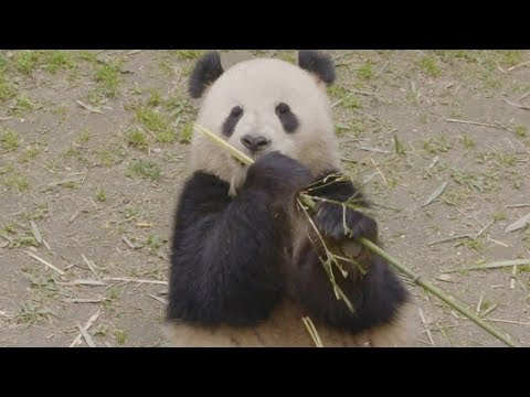Video: Mijn Test Met Een Chinese Panda - Matador Network