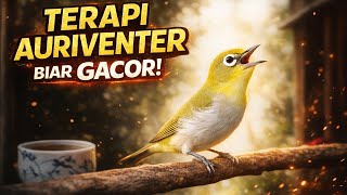 Suara burung pleci auri gacor Ngeriwik kasar untuk terapi pleci auriventer 