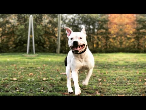 Top 6 Myths On The American Bulldog Pitbull Mix