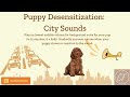 Puppy desensitization city sounds