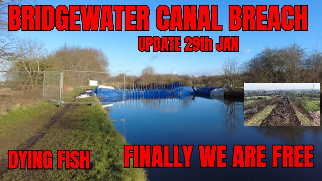 BRIDGEWATER CANAL BREACH UPDATE DYING FISH FOUND - YouTube
