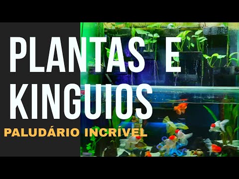 Vídeo: Com Cultivar Peixos Per Sacrificar En Un Aquari