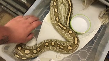 More ball python feeding and lock ups 😀