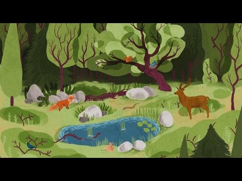 Vidéo: Quels sont les trois facteurs qui affectent la biodiversité dans un écosystème ?