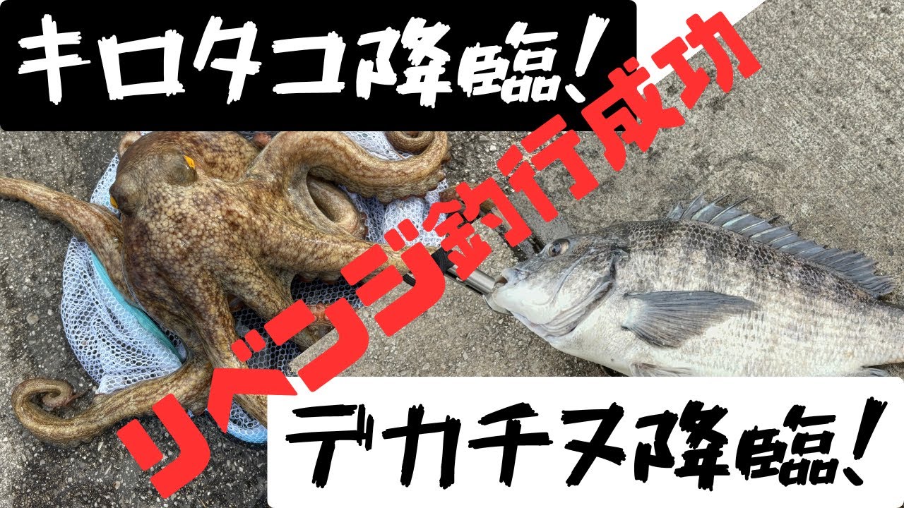 【釣り】東扇島でキロタコ降臨！…と思ったら仲間がマイペースにデカチヌ釣ってて笑うしかない#釣り#東扇島#タコ釣り#チヌ釣り