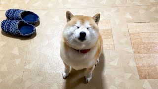 飼い主が離れると急いで追いかけて高速おすわりを見せつける柴犬