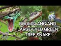 Deadly Boomslang of Africa - the most venomous rear-fanged snake and Large-eyed Green Tree Snake