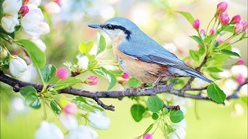 سورة يس قراءة خاشعة روعة من القارئ بندر بليلة