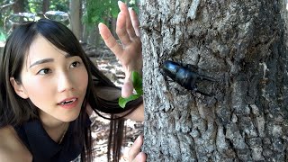 日本一デカいツシマヒラタクワガタを探せっ